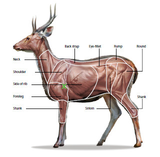 Illustration showing the cuts of meat on a deer