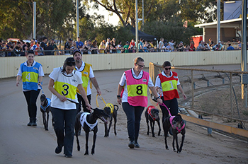 People walking greyhounds ahead of a race
